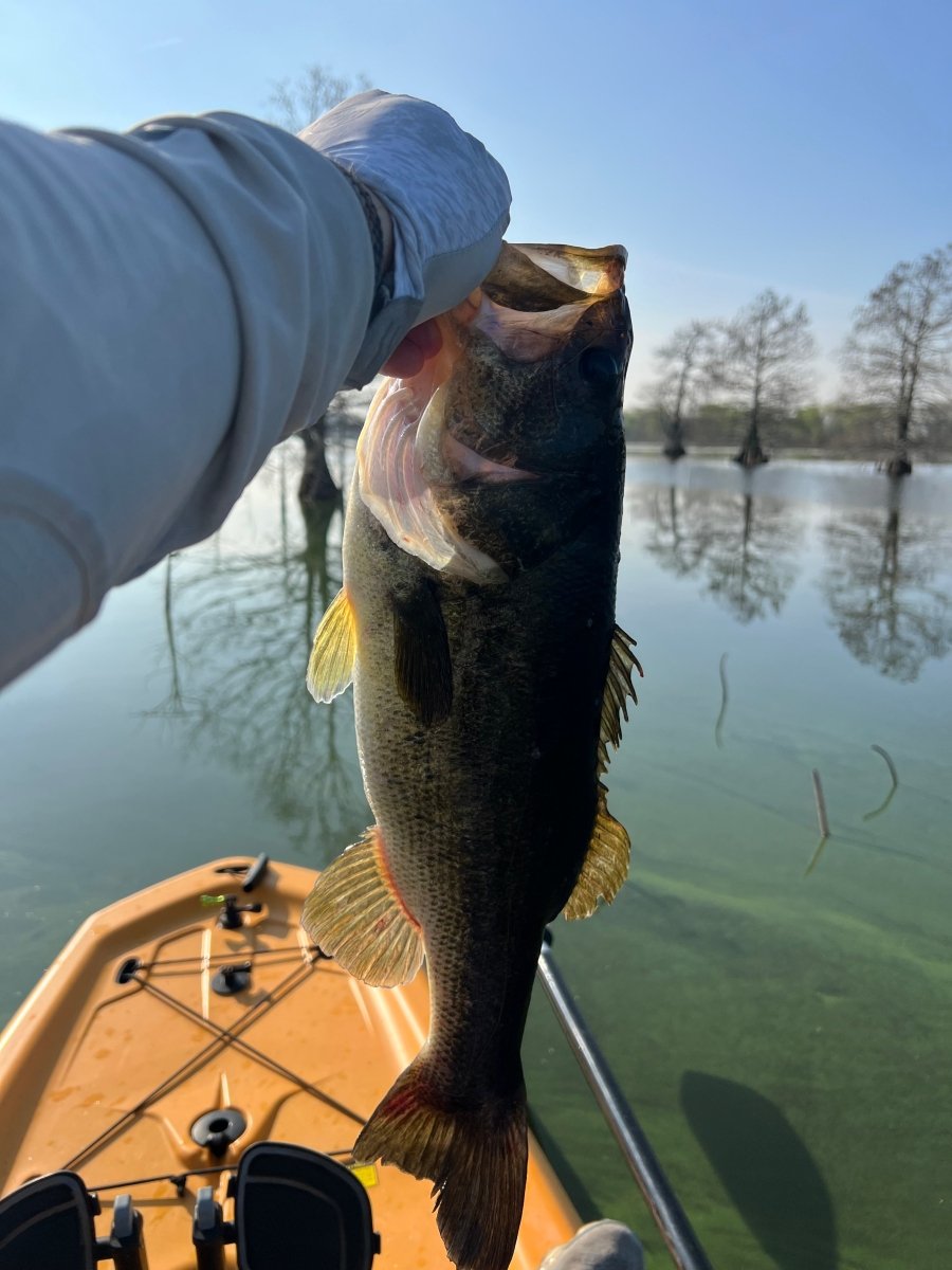 Catching Spawning Bass on the Techno Frog - WM Bayou