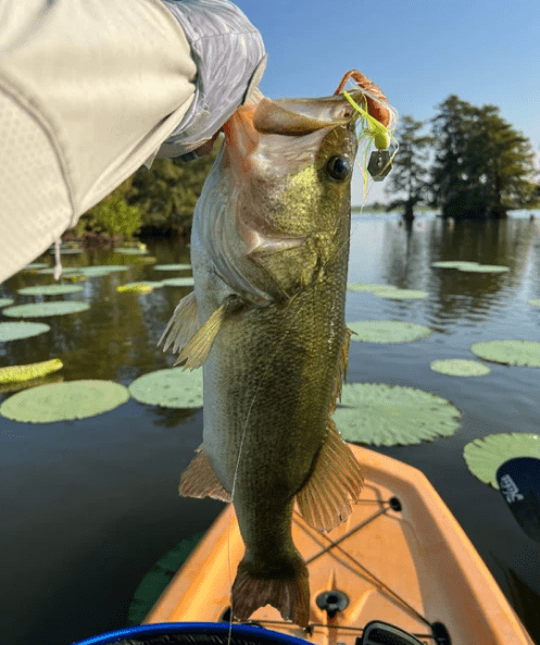 Freefall Fry Dropshot Finesse Bait - WM Bayou