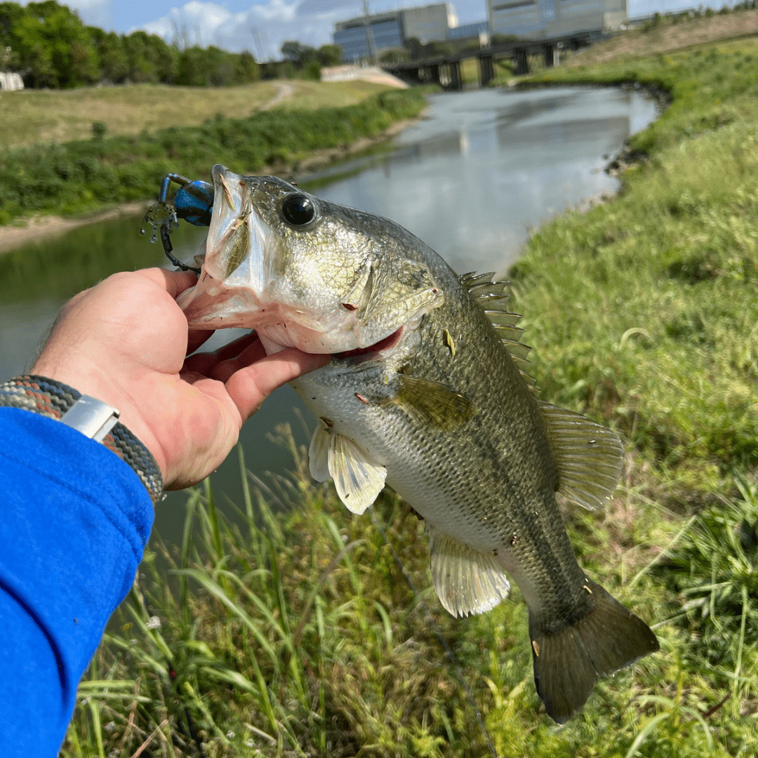 Catch more bass with the Techno frog fishing lure! – WM Bayou