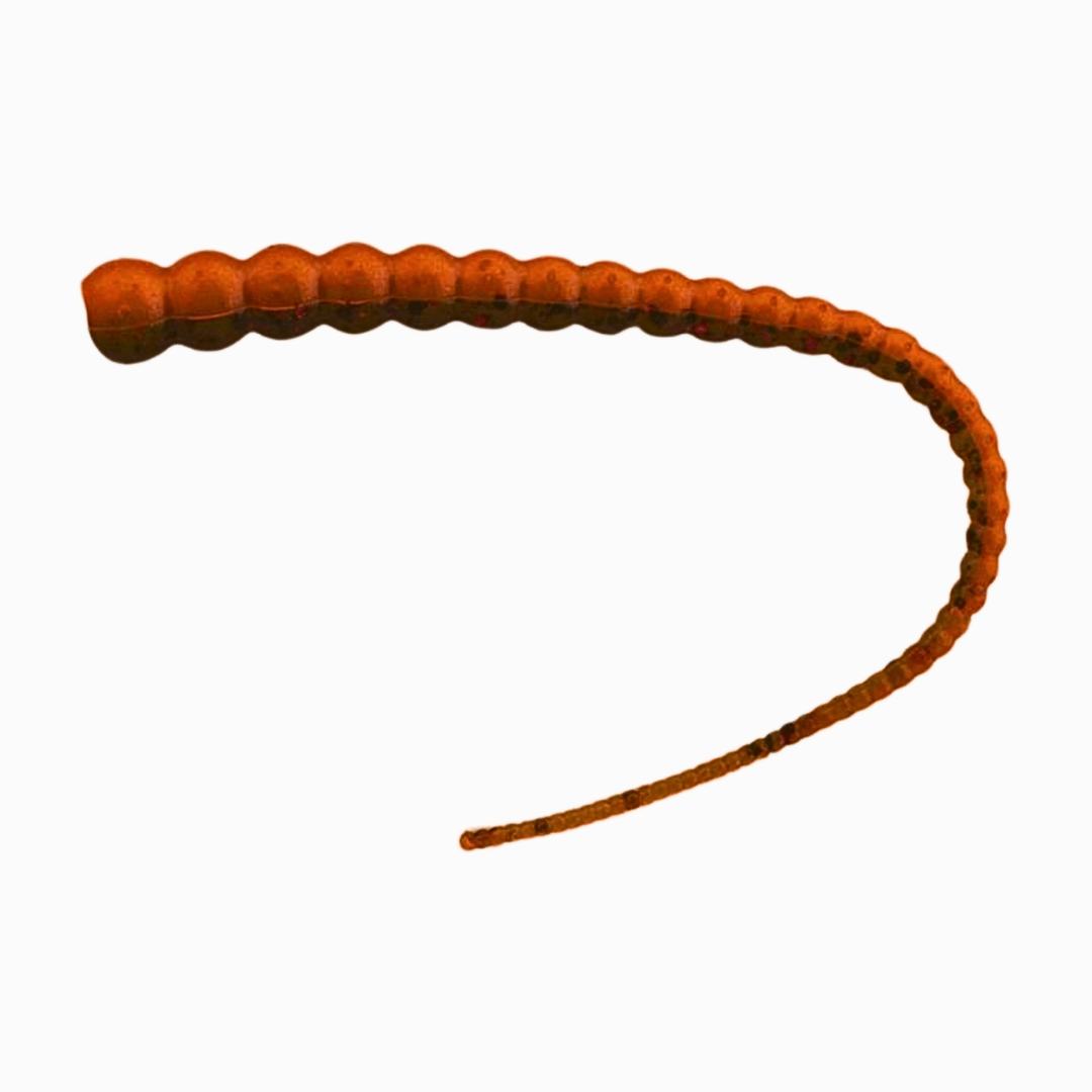 Whip Worm - WM Bayou